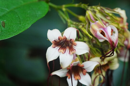 Strophanthus kombe is a plant species native to tropical Africa, particularly found in countries like Kenya, Tanzania, Uganda, and Rwanda. It belongs to the Apocynaceae family|羊角拗屬