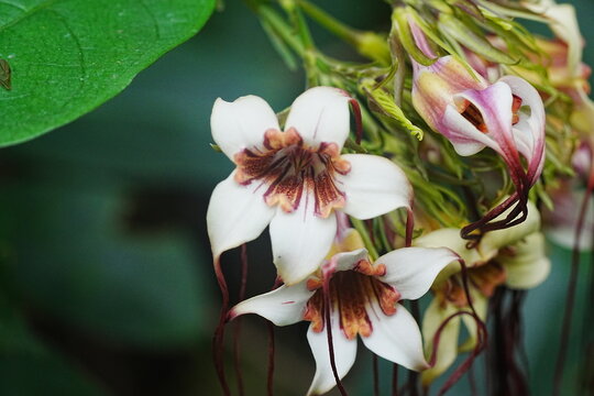 Strophanthus kombe is a plant species native to tropical Africa, particularly found in countries like Kenya, Tanzania, Uganda, and Rwanda. It belongs to the Apocynaceae family|羊角拗屬