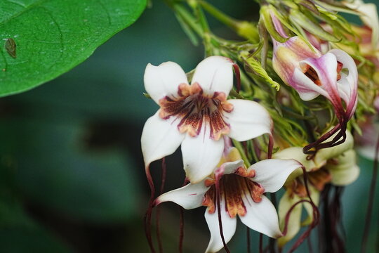 Strophanthus kombe is a plant species native to tropical Africa, particularly found in countries like Kenya, Tanzania, Uganda, and Rwanda. It belongs to the Apocynaceae family|羊角拗屬