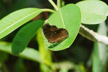 Celaenorrhinus horishanus refers to a species of butterfly, commonly known as the Horisha Sprite. These butterflies belong to the skipper family, Hesperiidae