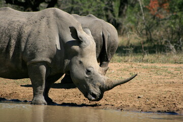 rhino in the wild, Kruger National park, South Africa 