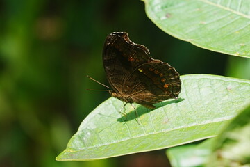 
Celaenorrhinus horishanus refers to a species of butterfly, commonly known as the Horisha Sprite....