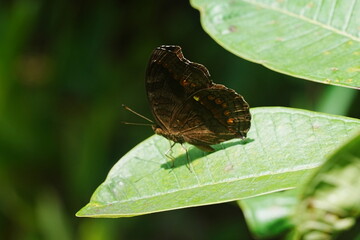 The Junonia hedonia ida, commonly known as the Tropical Buckeye butterfly, is a beautiful species found in tropical and subtropical regions, particularly in Central and South America.