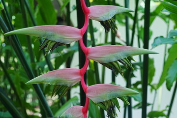 Pink Flamingo Heliconia (Heliconia chartacea 'Sexy Pink')
