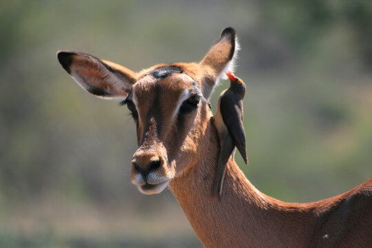 impala antelope portrait, Kruger National park, South Africa
