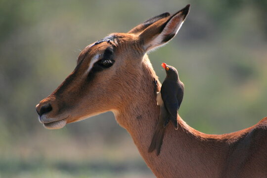 「インパラ」の写真素材 58,110件の無料イラスト画像 Adobe Stock