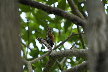 普通のフレイムバック（Dinopium javanense）は、一般にコモンゴールデンバックとも呼ばれ、南アジアと東南アジア全域に見られるピカ科の小さな（28〜30 cm）、三本足の啄木鳥です。