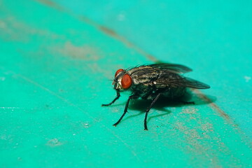 arcophagidae - Flesh flies|Sarcophagidae|麻蠅