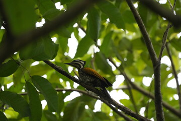 The common flameback (Dinopium javanense), also referred to as the common goldenback, is a small (28–30 cm), three-toed woodpecker in the family Picidae, found throughout South and Southeast Asia.