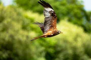 red kites during the hunt