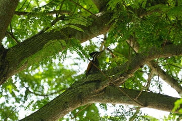 The common flameback (Dinopium javanense), also referred to as the common goldenback, is a small (28–30 cm), three-toed woodpecker in the family Picidae, found throughout South and Southeast Asia.