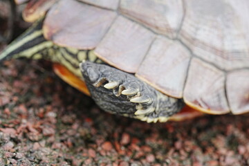 Naklejka premium Baby Red Eared Slider Habitat| turtle|紅耳龜