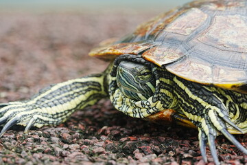 Obraz premium Baby Red Eared Slider Habitat| turtle|紅耳龜