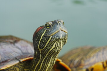 赤耳スライダーの幼体の生息地|亀|紅耳龜 (Akamimi suraidā no yōtai no seisoku-chi | kame | kōmimi kame)