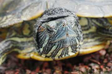 Obraz premium Baby Red Eared Slider Habitat| turtle|紅耳龜