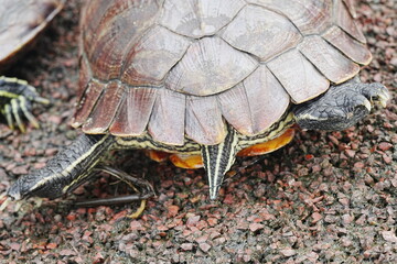 Baby Red Eared Slider Habitat| turtle|紅耳龜