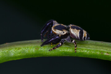 흰띠까치깡충거미