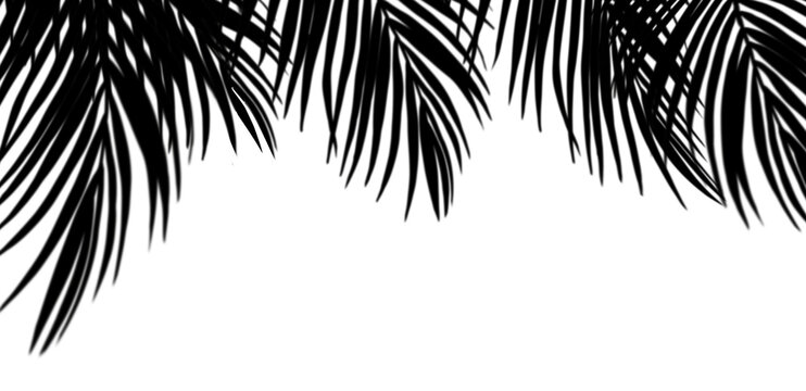 Shadow Palm Leaves, Tropical Coconut Leaf Overlay, Element object for Spring Summer, Mock up Product Presentation