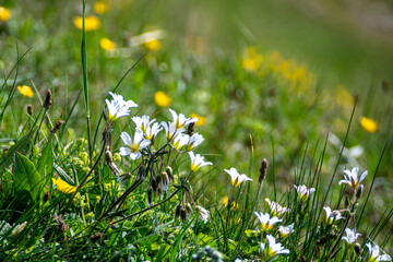 The first mountain flowers in a spring sunny day