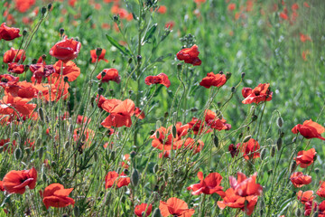 A lot of wild red poppy flowers