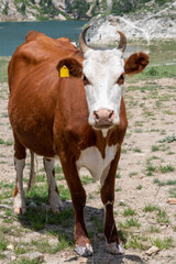 Fototapeta na wymiar A cow grazes near a mountain lake