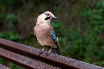 Eurasian Jay bird close up