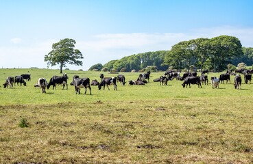 Cows grazing in Stackpole Estate, Wales