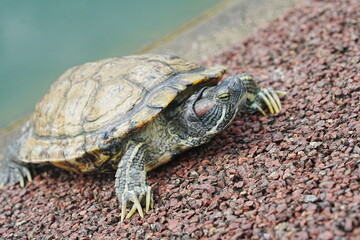 Baby Red Eared Slider Habitat| turtle|紅耳龜