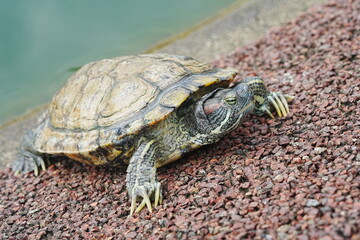 Baby Red Eared Slider Habitat| turtle|紅耳龜