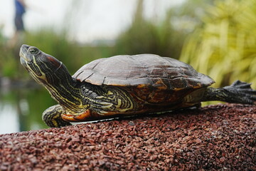 Obraz premium Baby Red Eared Slider Habitat| turtle|紅耳龜