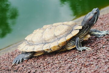 Obraz premium Baby Red Eared Slider Habitat| turtle|紅耳龜