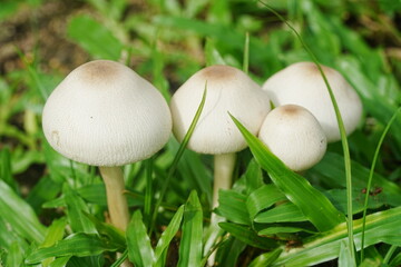 mushrooms in the grass