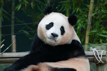 Close up Happy Panda, Fu Bao