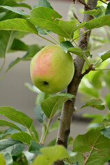 closeup the ripe red green apple holding with branch and leaves in the garden soft focus natural green brown background.