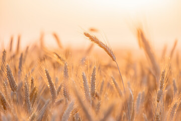 Golden spikes of ripe rye in the rays of the sunset the sun with a soft focus and blurred background.  Beautiful cereals field on sunset.