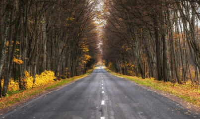 Beautiful highway with dividing line and autumnal trees on the both sides of it