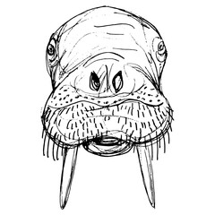 Head of a walrus. Odobenus rosmarus. Animal mask. Hand drawn linear doodle rough sketch. Black ink silhouette on white background.