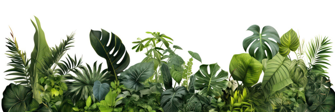 Fototapeta Tropical leaves banner isolated on transparent background, PNG. Fresh tropic plant leaf variety. 