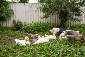 a flock of domestic geese graze in the yard