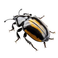 beetle isolated - obrazy, fototapety, plakaty
