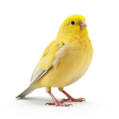 yellow canary