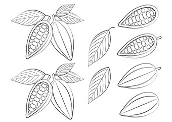 Fresh Cocoa Fruits Hand Draw, Cacao Beans, Cocoa Pod. Vector Illustration Isolated on White Background.