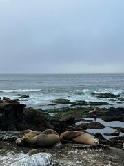 Fototapeta na wymiar Seals Sleeping on Beach