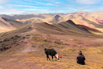 Alpaca at Palccoyo rainbow mountains in Peru