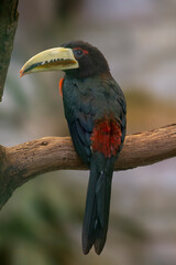 The ivory-billed aracari or ivory-billed aracari. Pteroglossus azara