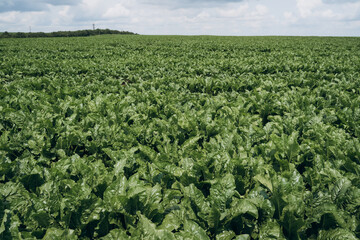 Sugar beet bright green leaves in a field with blue sky. The period of harvesting in the field. - obrazy, fototapety, plakaty