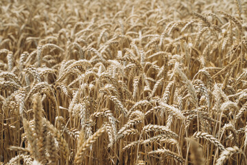 A close-up view of wheat ears in a summer field during the harvesting period. Lush young wheat thriving in the field.
