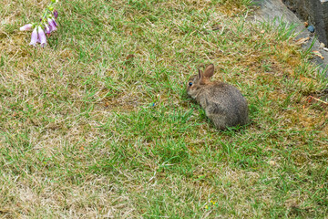 rabbit: cute little bunny on a garden lawn in summer