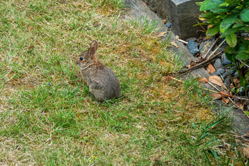 rabbit: cute little bunny on a garden lawn in summer