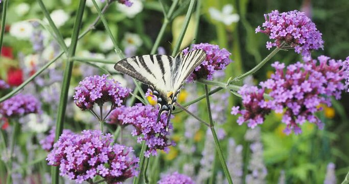 Iphiclides podalirius | Papillon le Flamb&eacute; ou voilier, magnifique papillon d'europe, butinant le nectar de fleurs de verveine de Buenos-Aires (Verbena bonariensis)